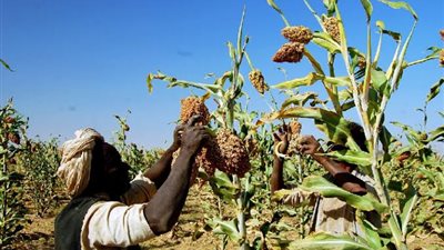 بنسبة 22%.. انخفاض إنتاج الحبوب فى السودان لعام 2025 بسبب استمرار النزاع