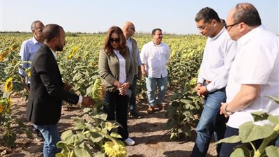 الجوجوبا بالغردقة.. نموذج رائد للزراعة المستدامة واستغلال المياه المعالجة لمواجهة التصحر