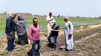 متابعة ميدانية شاملة للمحاصيل الزراعية بكفر الشيخ وتعزيز الرقابة على الأراضي