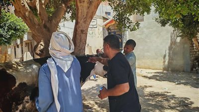 تحصين 127 ألف رأس ماشية ضمن الحملة القومية ضد الحمى القلاعية والوادي المتصدع بالمنيا