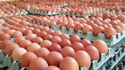 اتحاد منتجي الدواجن: المعروض يغرق السوق.. زيادة إنتاج البيض 30% تدفع الأسعار إلى التراجع