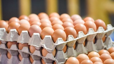 هل نظام الطيبات السبب في انهيار أسعار البيض؟.. شعبة الدواجن توضح لـ أرضك