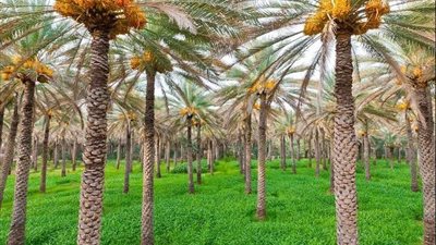 لحماية التمور من التساقط: 