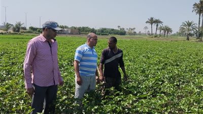محافظ الفيوم يكشف خطة تعزيز التنمية الزراعية المستدامة وتحقيق الأمن الغذائي