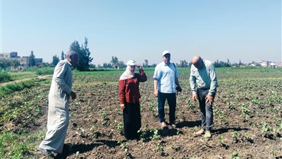 زراعة كفر الشيخ تكثف جهودها الميدانية لدعم المزارعين ومتابعة المحاصيل الاستراتيجية