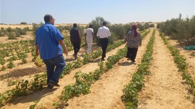 بدائل مجانية للكيماويات.. كيف يحول 