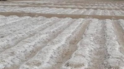 الإرشاد الزراعي يقدم روشتة التعامل مع الأراضي الملحية لزيادة الإنتاج وتحسين نمو النباتات