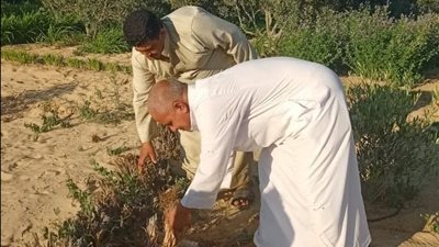 بعد انتهاء الحصاد.. الزراعة تطلق حملة موسعة لمطاردة القوارض وحماية المحاصيل بشمال سيناء
