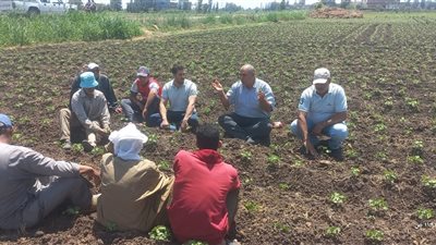 جولات ميدانية مكثفة لزراعة كفر الشيخ لمتابعة صرف الأسمدة ودعم مزارعي القطن