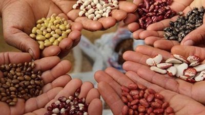 أساس نجاح محصولك اختيار التقاوي الجيدة.. اعرف ازاي وتجنب الغش
