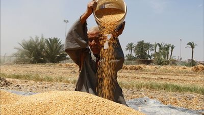 بعد الرقم التاريخي في توريد القمح.. مطالب برلمانية لتكريم المزارعين وتعميم الزراعة بمياه الأمطار