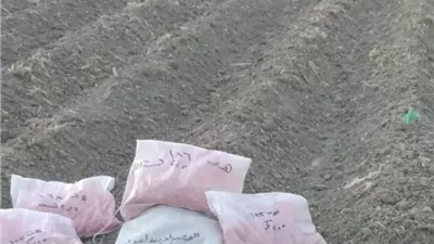 لترشيد مياه الري.. تجهيز 70 فدانًا لزراعة 22 حقلًا إرشادياً للذرة الشامية بالإسكندرية