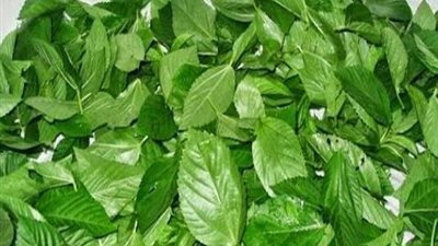 سر إنتاج الملوخية المستمر… خطوات بسيطة تضمن لك حصادًا طوال الموسم