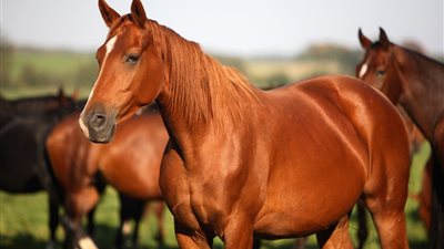خبير بيطري: ارتفاع الحرارة يهدد صحة الخيول ويستلزم التدخل السريع