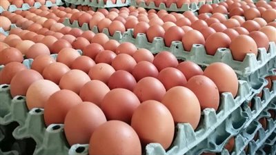 المواد الغذائية : توازن جديد في سوق البيض.. تحسن أسعار البيض الأحمر بعد موجة خسائر للمنتجين