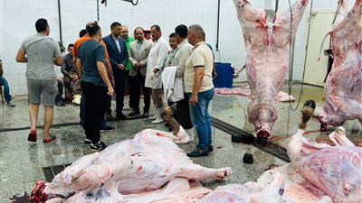 ذبح 7,681 أضحية بالمجازر الحكومية 