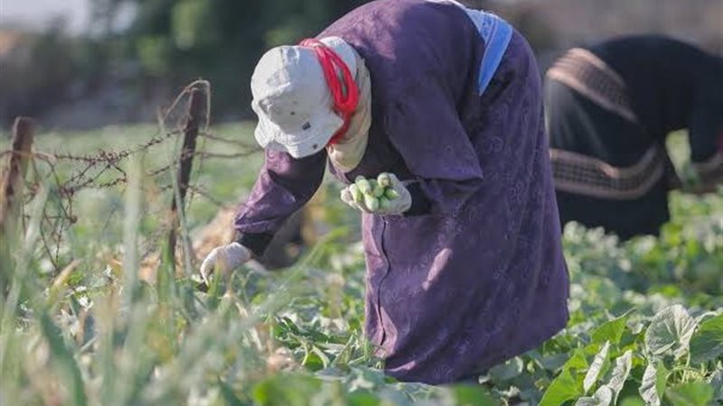 الحر المتطرف والزراعة