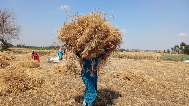 المرأة الريفية وحصاد