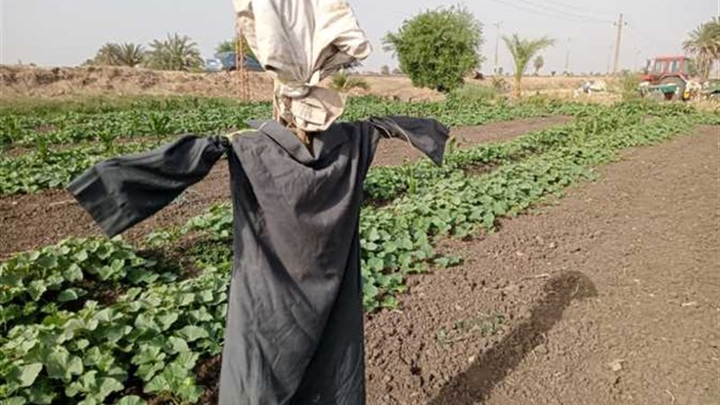 خيال المآتة