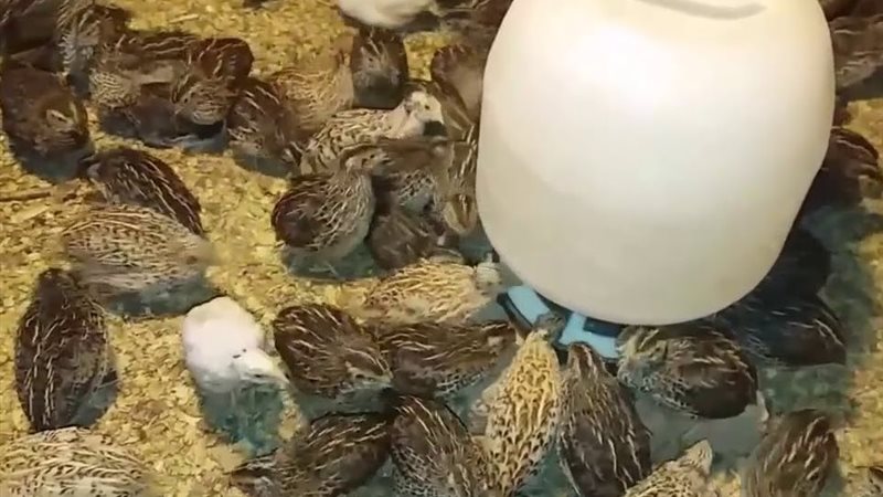 تربية السمان 