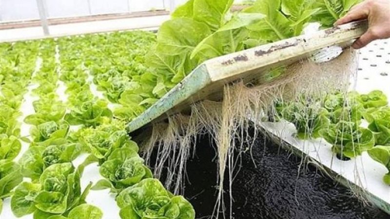 الزراعة بدون تربة