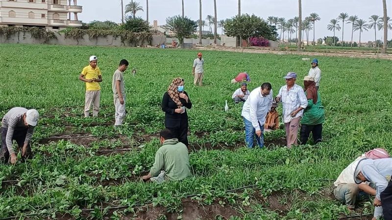 الزراعة 
