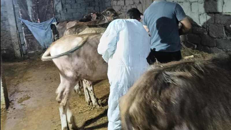 تحصين المواشي
