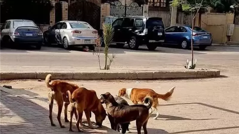 الكلاب الضالة 