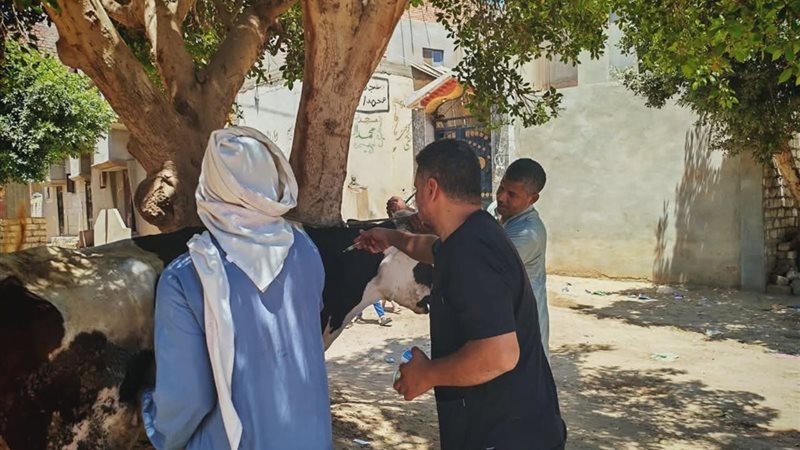 الحمى القلاعية