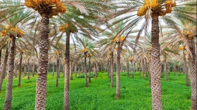 زراعة النخيل 