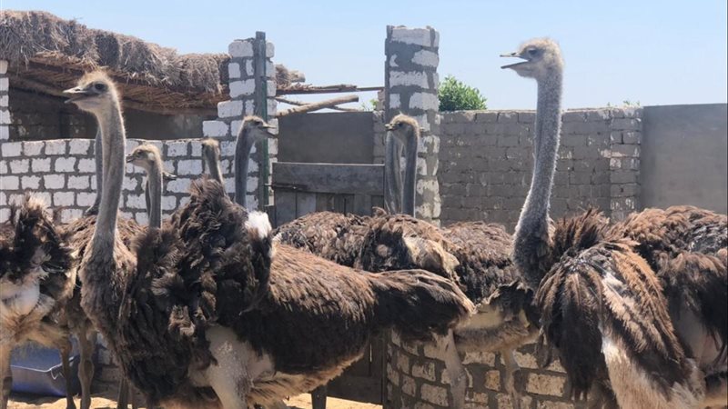 تربية النعام 