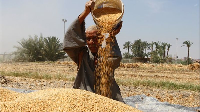 مزارعي القمح 