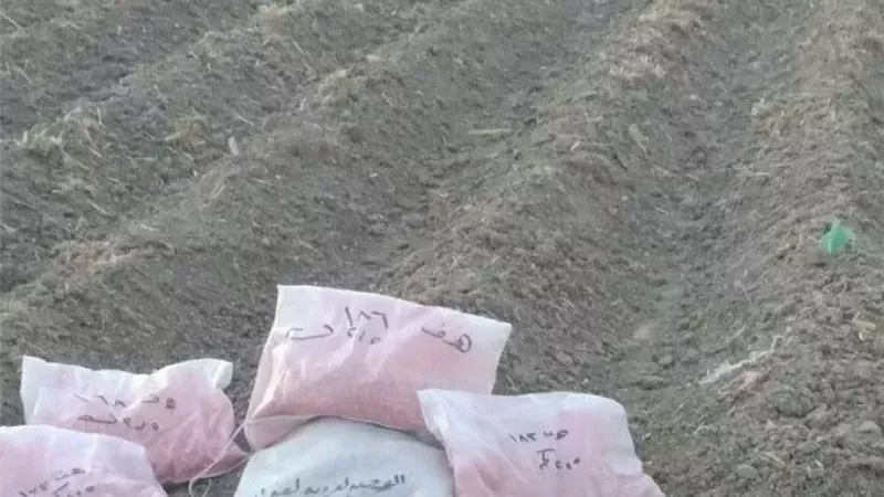 ضمن مشروع ترشيد استخدام