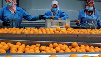 حقيقة رفض الشحنات التصديرية.. وزارة الزراعة تكشف تطورات قوية في ملف الصادرات الزراعية المصرية