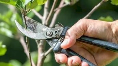أفضل وقت لتقليم الأشجار.. خبراء الزراعة يوضحون الموعد المناسب للحفاظ على النمو والإنتاج