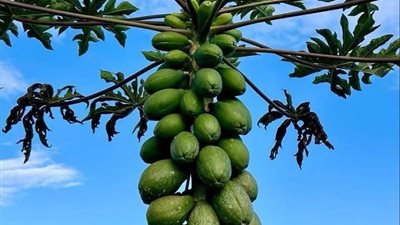 البابايا.. شجرة استوائية سريعة النمو تجمع بين القيمة الغذائية والإنتاج المبكر