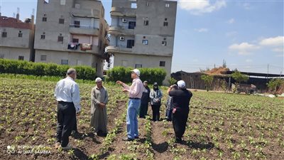 بشائر موسم قوي للذهب الأبيض.. ندوة حقلية بالدقهلية تكشف أسرار زيادة إنتاج القطن ومواجهة الآفات