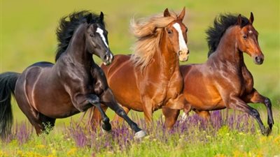 موجات الحر تهدد الخيول.. خبير يكشف أعراض الإجهاد الحراري وطرق الوقاية العاجلة