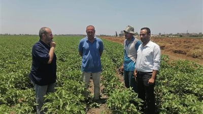 ندوة إرشادية بأجا تدعم محصول القطن.. وتوصيات فنية لرفع الإنتاجية وتحسين الجودة