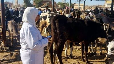 الزراعة المصرية تكثف الإنذار المبكر لحماية الثروة الحيوانية بـ 16 ألف زيارة ميدانية في مايو