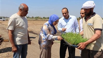 جامعة بنها: الأرز يمثل أحد المحاصيل الاستراتيجية التي تحظى بأولوية في البرامج البحثية