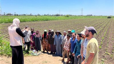 زراعة كفر الشيخ تواصل جولاتها الميدانية المكثفة لدعم المزارعين ومتابعة المحاصيل الصيفية 
