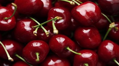 خبراء زراعة: الشتلات المطعومة هي الطريق الأسرع لإنتاج الكرز المنزلي بجودة عالية