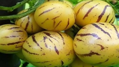 فاكهة البيبينو تنجح في العراق وتبشر بإمكانيات زراعية واعدة في الحدائق المنزلية