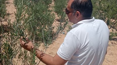 زراعة شمال سيناء تتابع أشجار الزيتون وتقدم توصيات فنية لرفع الإنتاجية