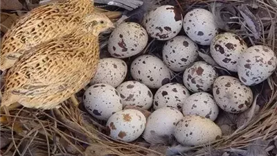 بيض السمان.. كنز غذائي صغير بفوائد صحية كبيرة