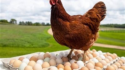خبير مصري يطالب بإنشاء أول متحف لتاريخ صناعة الدواجن منذ عهد الفراعنة