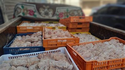 حملات مكثفة بالعاشر من رمضان.. ضبط دواجن فاسدة وتحرير 3 محاضر لمخالفة الاشتراطات الصحية