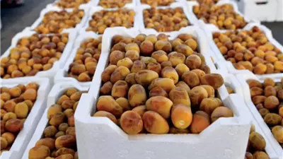 ذهب الصحراء يتألق.. زراعة 413 ألف فدان قمح بالوادي الجديد وتصدير 45 ألف طن تمور 