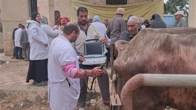لتطوير الثروة الحيوانية.. الزراعة تنجح في تلقيح 38 ألف رأس ماشية ودعم صغار المربين